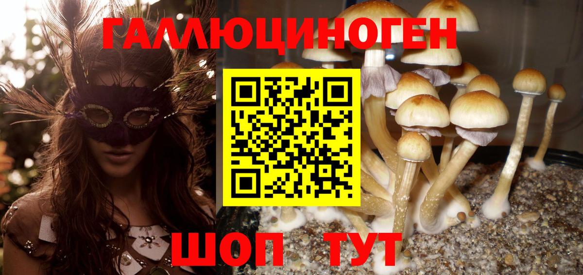 Галлюциногенные грибы Psilocybe Димитровград